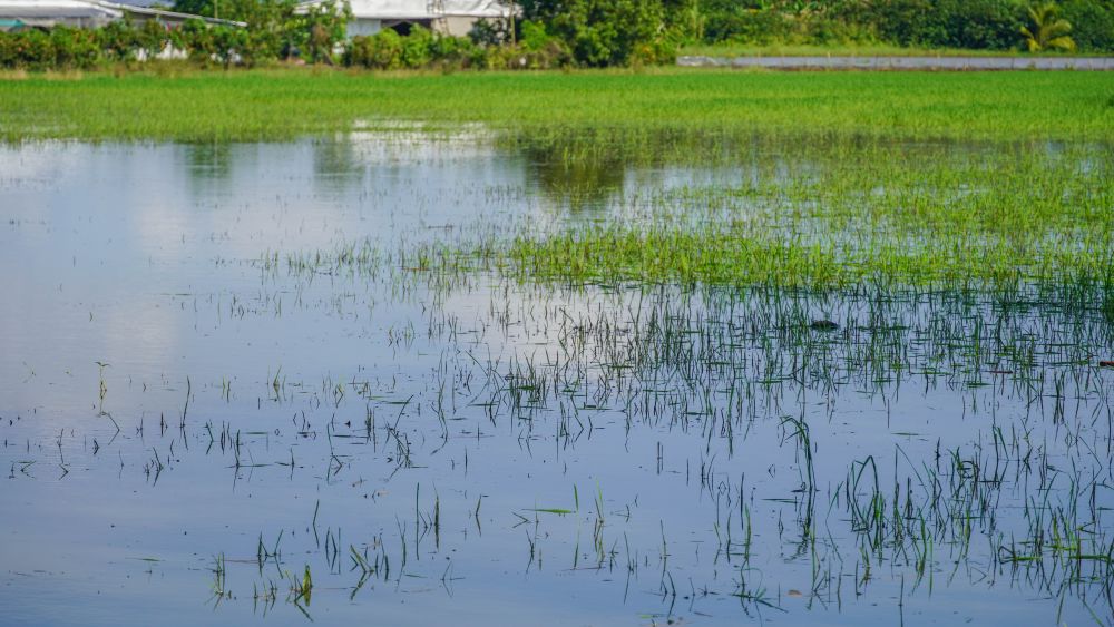 Ruong lua o xa My Huong (TP Can Tho) bi ngap sau, cong voi oc buou vang gay hai.