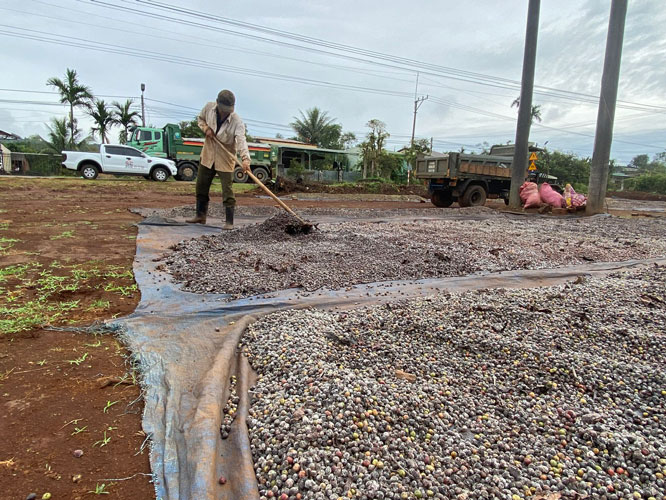 Nguoi dan phoi ca phe, san xuat nong nghiep tai xa Ia Phi. Anh: Mai Hoa