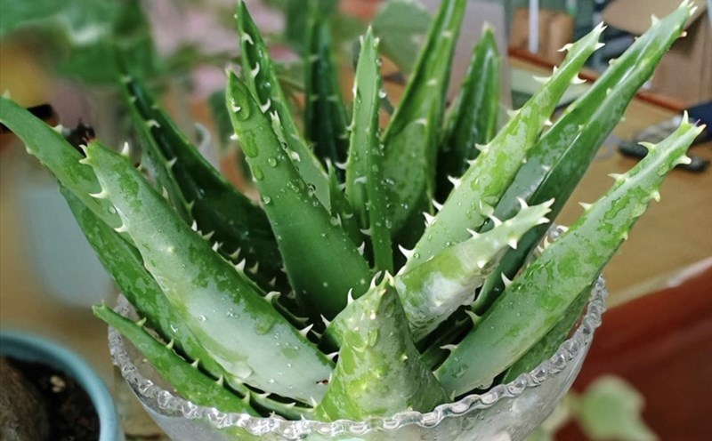 Aloe vera is good for the skin thanks to its moisturizing, soothing and skin recovery properties. Photo: Ha May