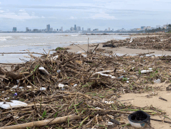 Garbage and animal carcasses surrounded the coast of Nguyen Tat Thanh, Da Nang after a major flood. Photo: Thanh Huyen