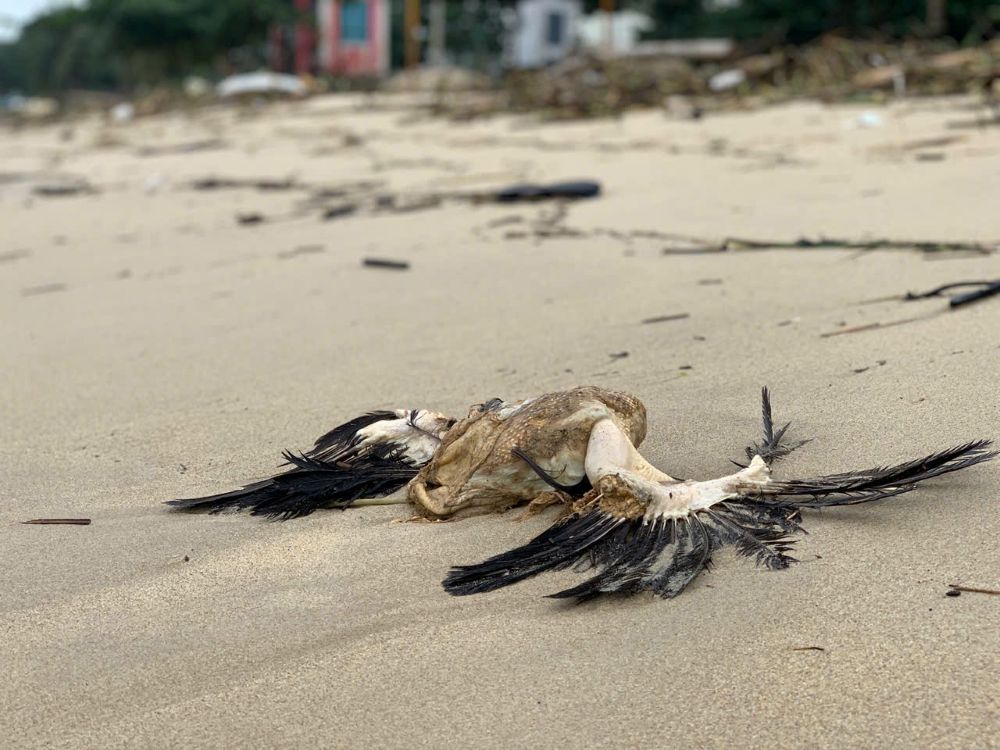 Rac thai keo theo xac dong vat troi dat vao bo bien boc mui hoi thoi. Anh: Thanh Huyen