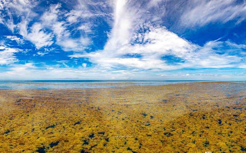 サルガッソ海。写真:サルガッソ海洋委員会/ NOAA/ 自然保護団体ノンスチュク・エクスペリエンス