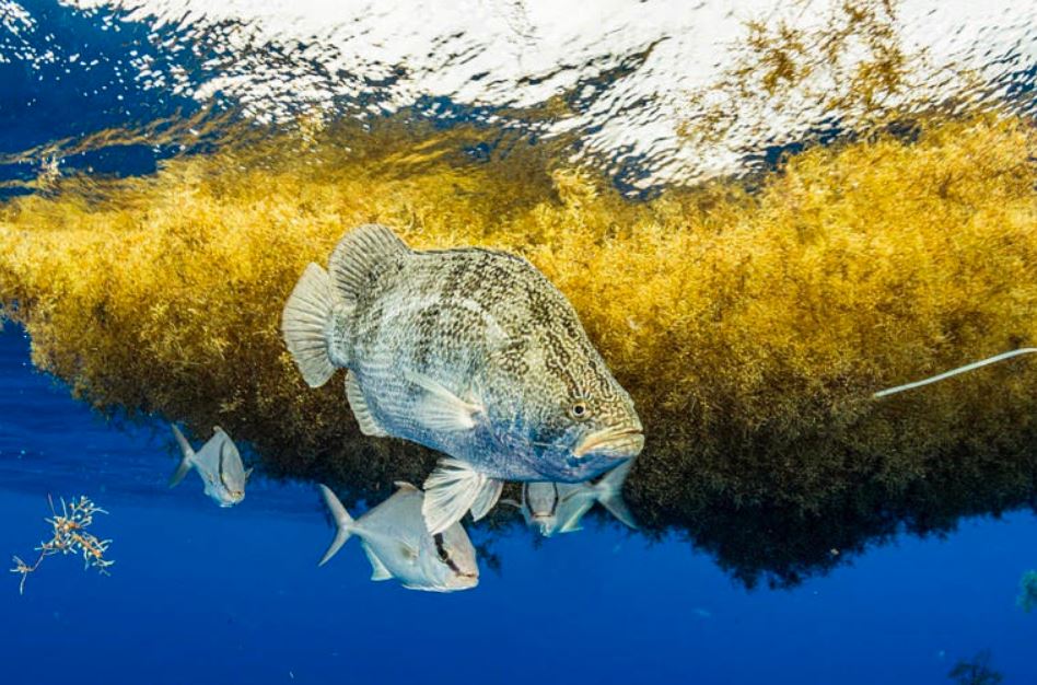 Rong mo Sargassum va cac loai ca o Bien Sargassum. Anh: To chuc Hoa binh Xanh
