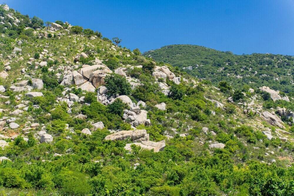 Nhung rung phong ho mang toi loi ich kep trong viec bao ve moi truong va on dinh sinh ke cho nguoi dan. Nguon: Bich Phuong