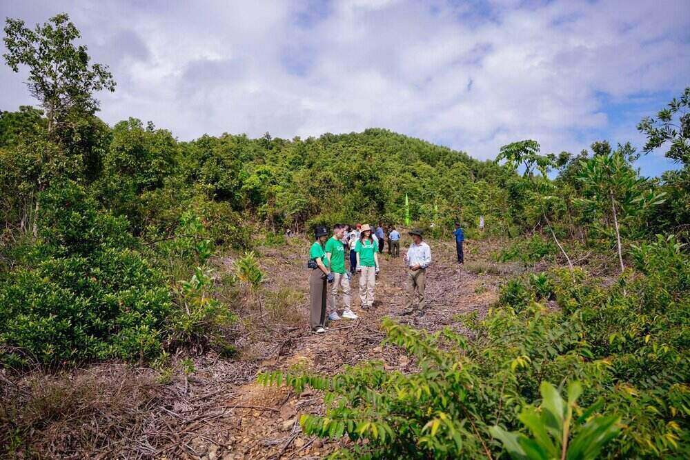 Nhung khu rung phong ho dang dan hoi sinh thong qua su chung tay cua dia phuong, doanh nghiep va nguoi dan. Nguon: Bich Phuong