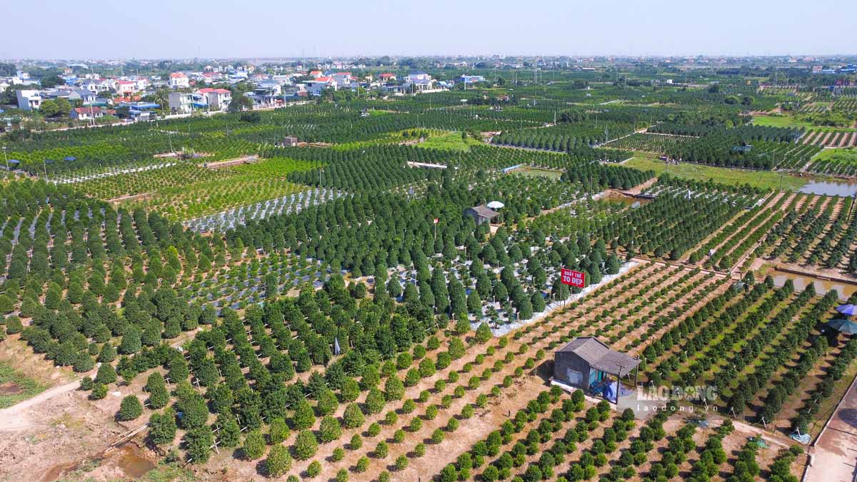 Vung trong quat canh Nam Phong o phuong Vi Khe, tinh Ninh Binh. Anh: Ha Vi