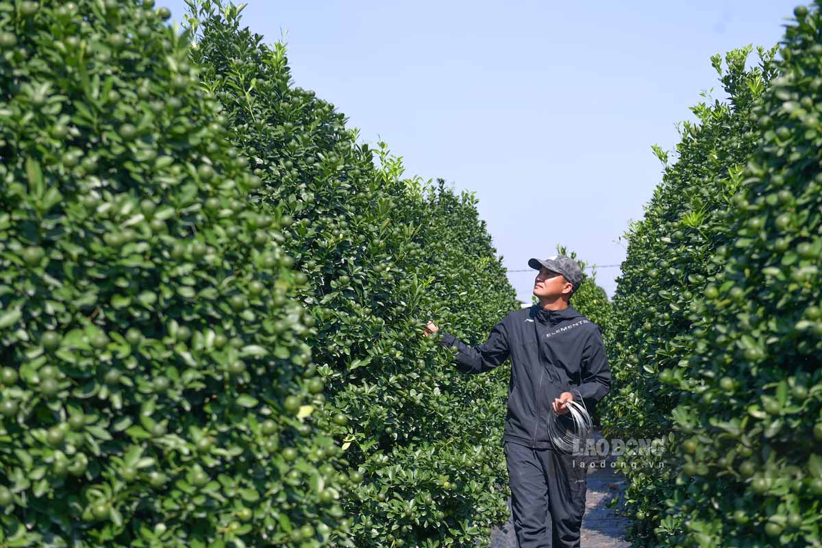 Nam Phong kumquat growing area in Vi Khe ward, Ninh Binh province has adjusted the shape of the trees to prepare for the Tet crop. Photo: Ha Vi