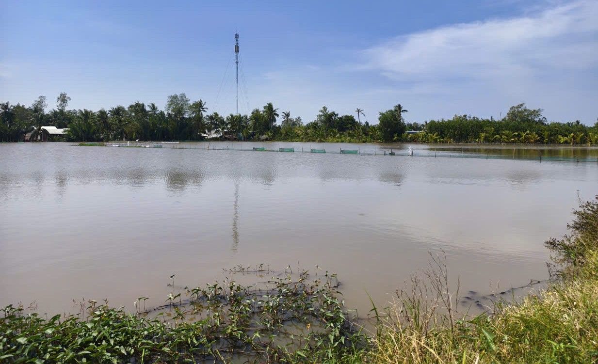 Nhieu dien tich nuoi ca tren ruong lua cung bi anh huong do nuoc dang cao, ngap ca luoi bao quanh. Anh: Phuong Anh
