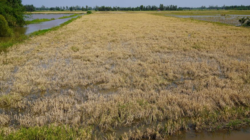 Hon 1 ha lua tro chin cua ong Ly Tan Lap bi ngap nuoc, hat lep, khong the thu hoach. Anh: Phuong Anh