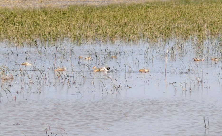 Nhieu ruong lua khong the thu hoach danh ban cho vit an. Anh: Phuong Anh