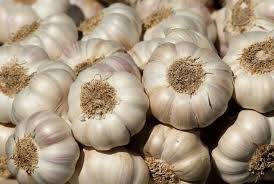 Garlic is a natural antibacterial spice that helps fight cold-causing viruses. Photo: Le Minh
