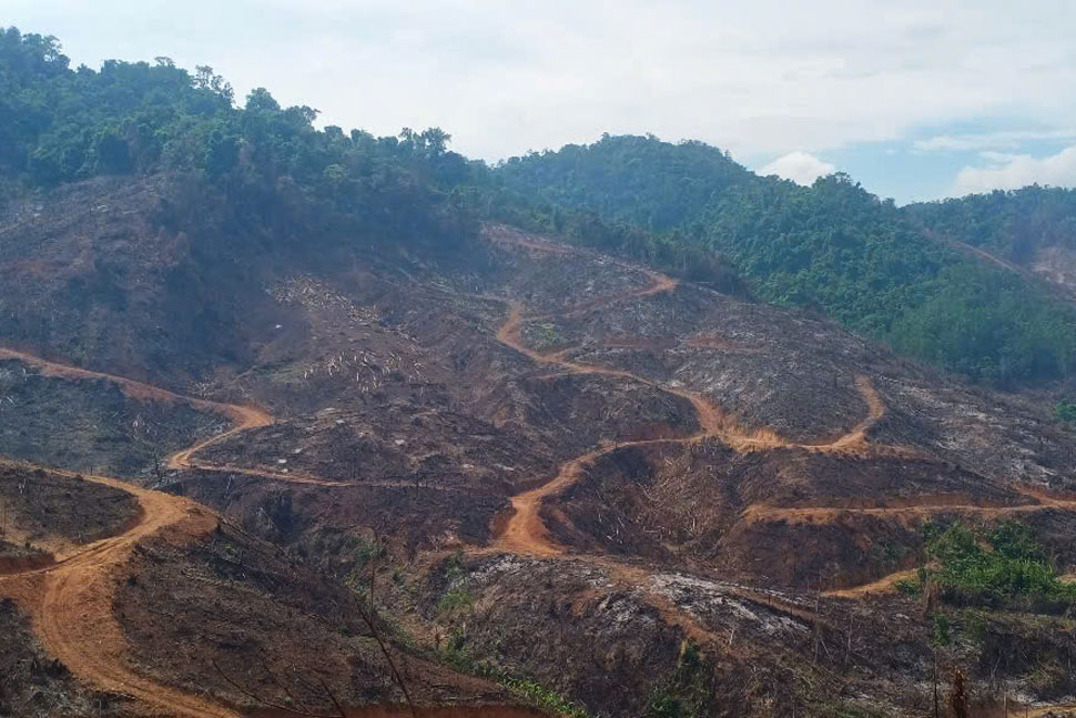 잘라이성의 거의 95헥타르의 산림이 심각하게 침해되었습니다. 사진: 호아이 응우옌