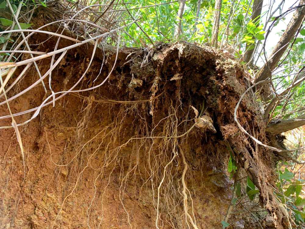 Nhieu vi tri dat sat xuong, re cay tro troi. Anh: Thanh Huyen