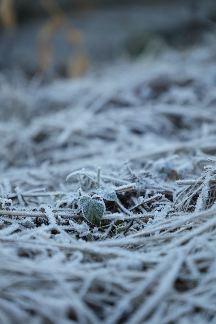 Lövverket, träden och de stora stenarna är alla täckta av is, vilket skapar en typisk höglandsscen under den kalla årstiden.