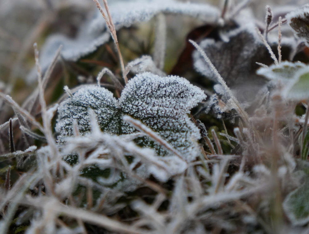 Is på träd skapar speciella former