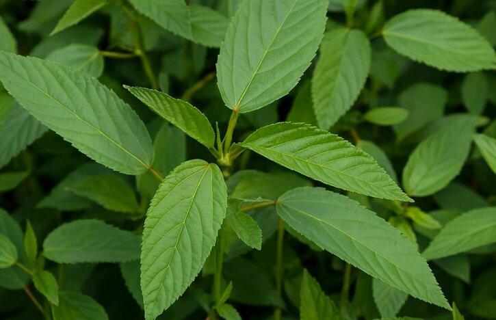 レモンは美味しいだけでなく、尿酸値を下げるのにも役立ちます。グラフィック:Huong Giang