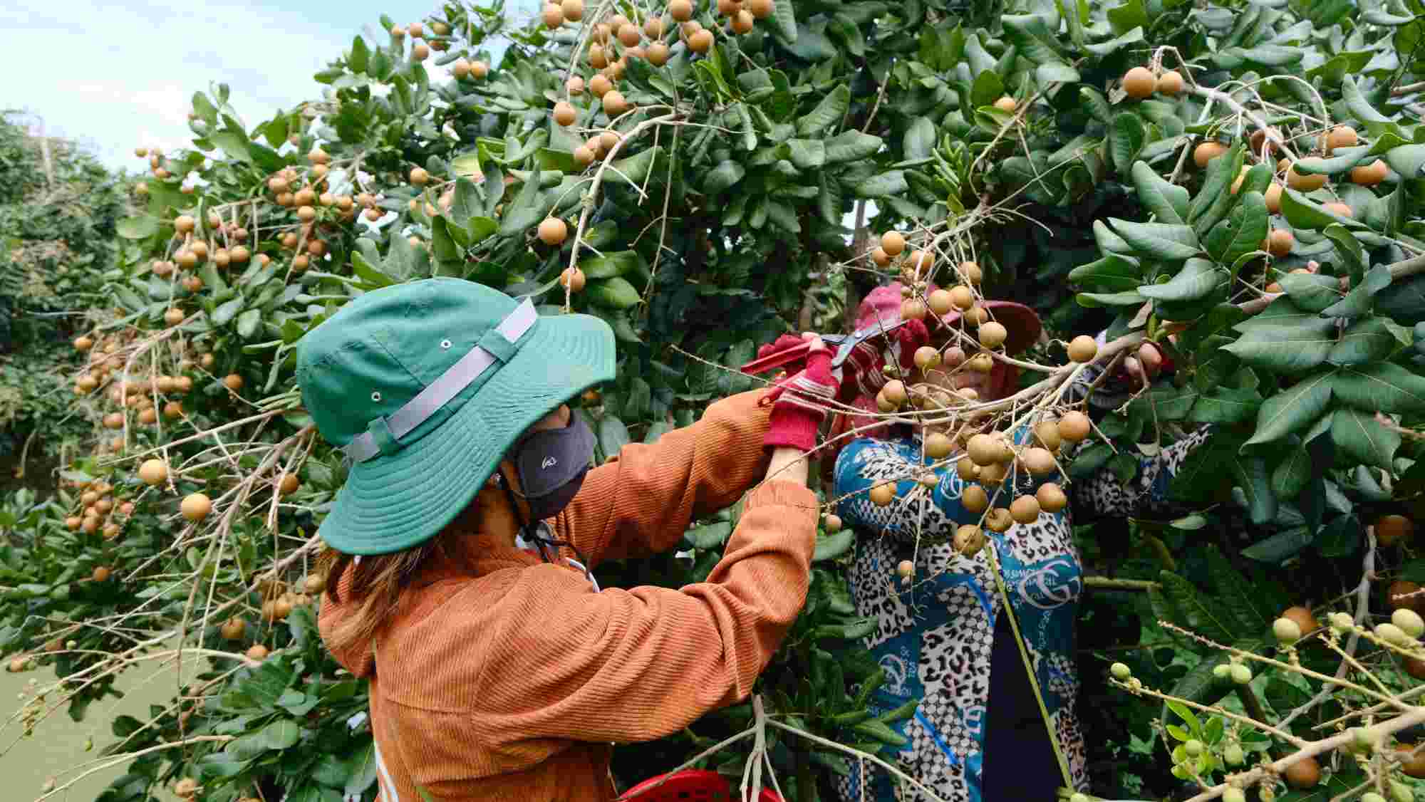 The expanded raw material area after the merger helps increase export advantages for Can Tho agricultural products. Photo: My Ly