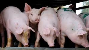 Tỉnh Bắc Ninh yêu cầu kiểm tra phản ánh việc chăn nuôi lợn trong cụm công nghiệp Xuân Lâm. Ảnh: Vân Trường