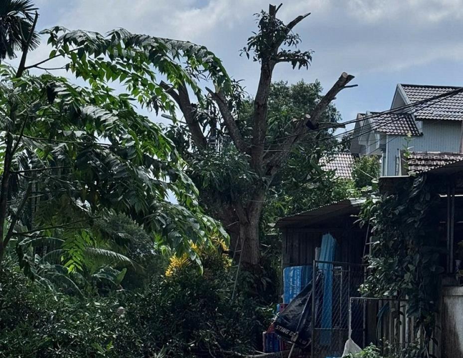 Cat tia cay xanh o phuong Truong Quang Trong, phong tranh cay nga do vao nha khi bao so 13 do bo. Anh: Vien Nguyen