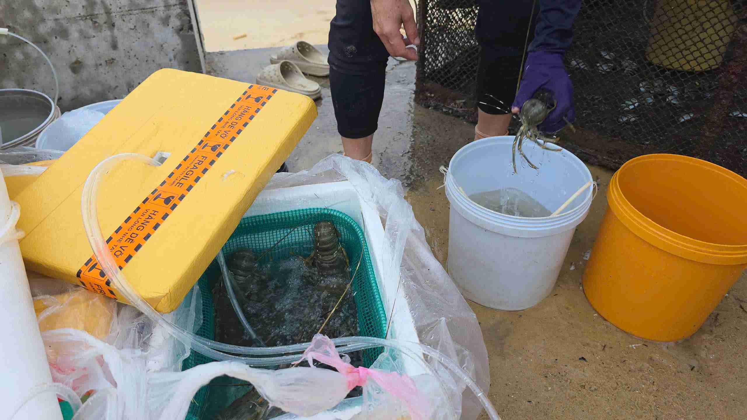 hang chuc nguoi dan dung kin bo bien tai Hon Yen, xa O Loan de keo nhung chiec long nuoi tom hum vao dat lien truoc du bao con bao Kalmaegi (du bao se thanh bao so 13) gay anh huong truc tiep den khu vuc nay.