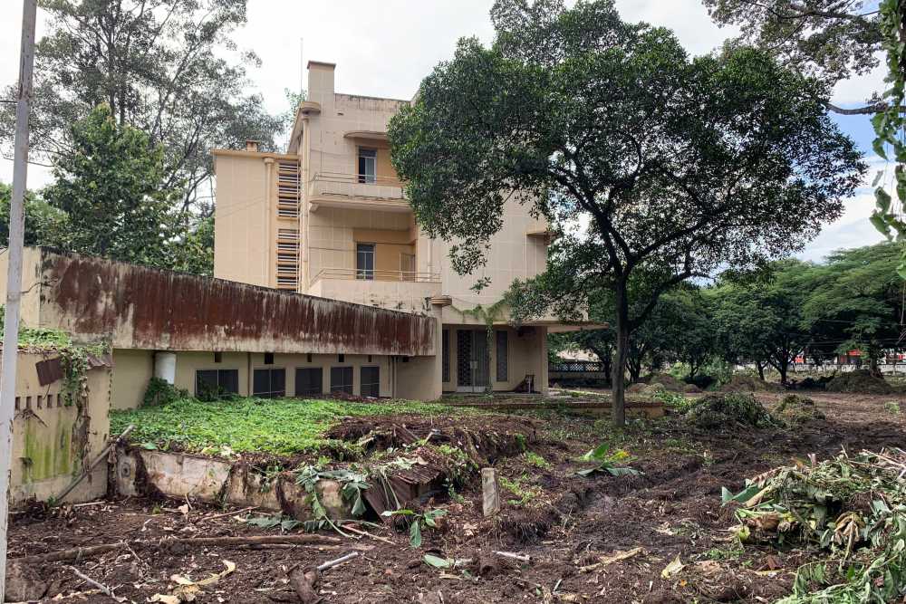 Nhung mang cay coi um tum dang duoc don dep. Ảnh: Thai Bao