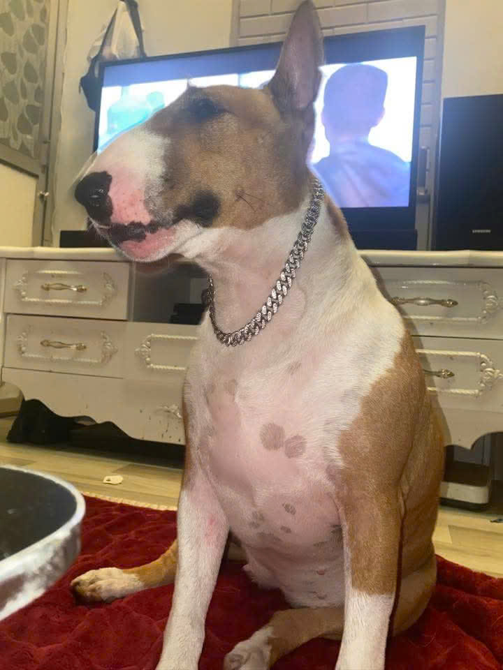 Chu cho Tam cua quan nuong o phuong Dong Da dang nhan duoc chu y cong dong mang. Anh: Beo nuong 