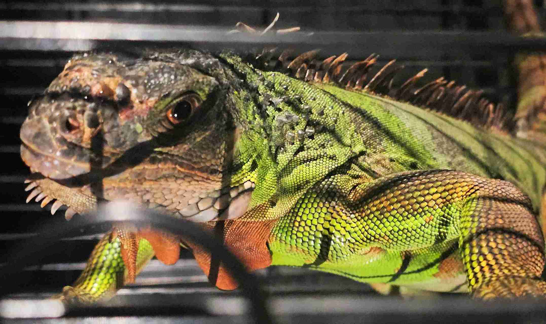 ワシントン条約附属書IIグループに属する珍しい南米産のドラゴンが、ラムドンの住民によって当局に引き渡され、野生に戻された。写真: ヴォ・チャン