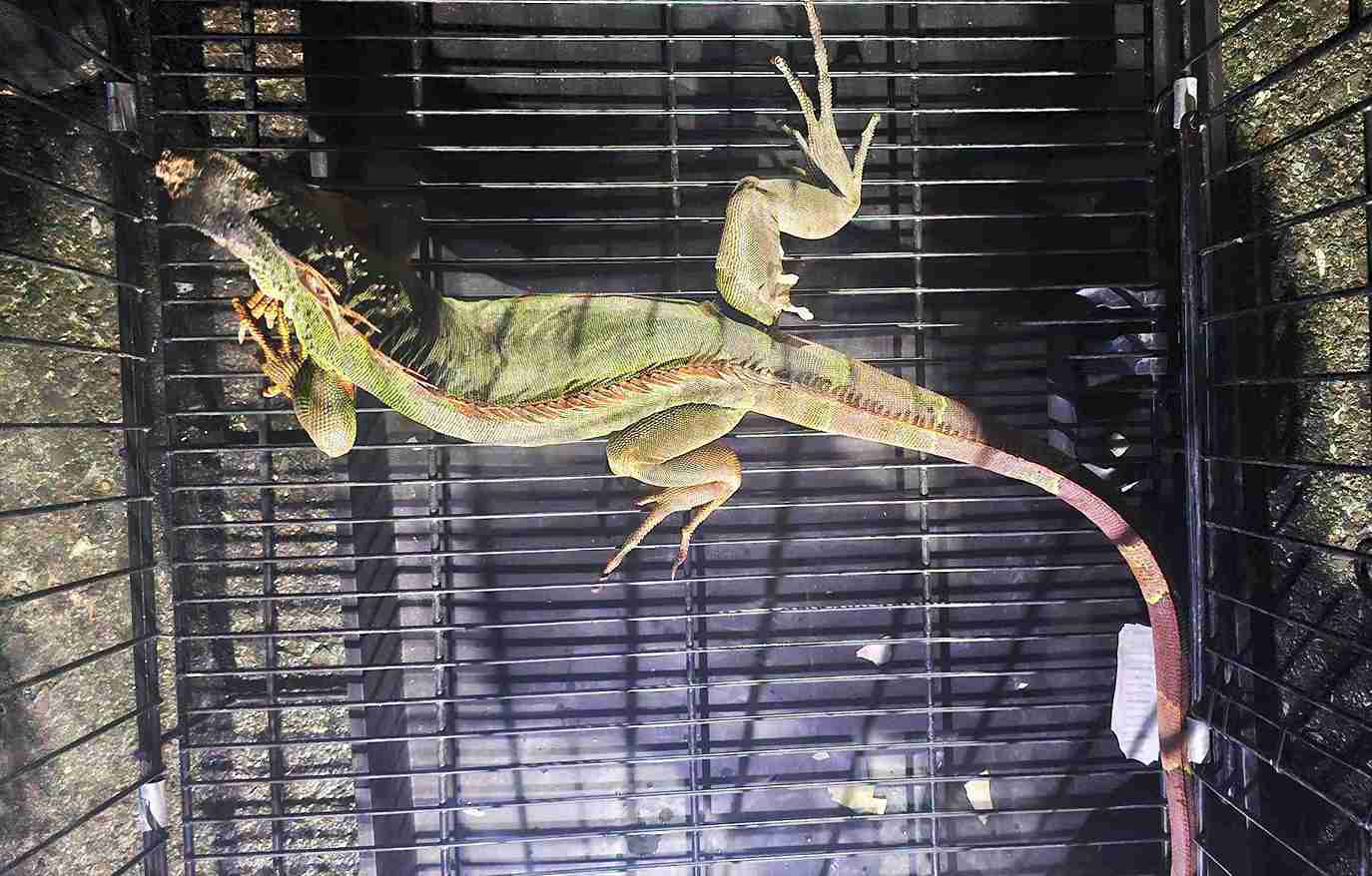 Ca the rong Nam My quy hiem nang 1,7 kg. Anh: Thuy Trang