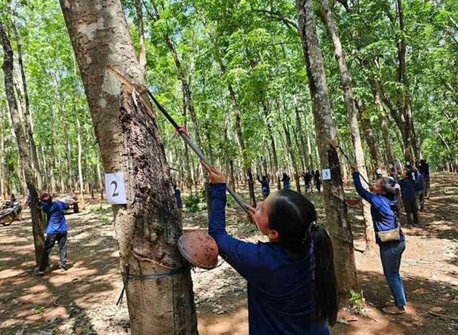 Trabajadores de caucho en Dak Lak comienzan la temporada de afeitar en 2025. Foto: Bao Trung