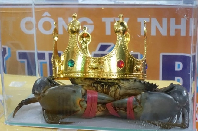 Con cua Ca Mau duoc doi vuong niem nhu hoa hau tai Le hoi cua Ca Mau lan thu I nam 2022 nang 1.452kg. Anh: Nhat Ho