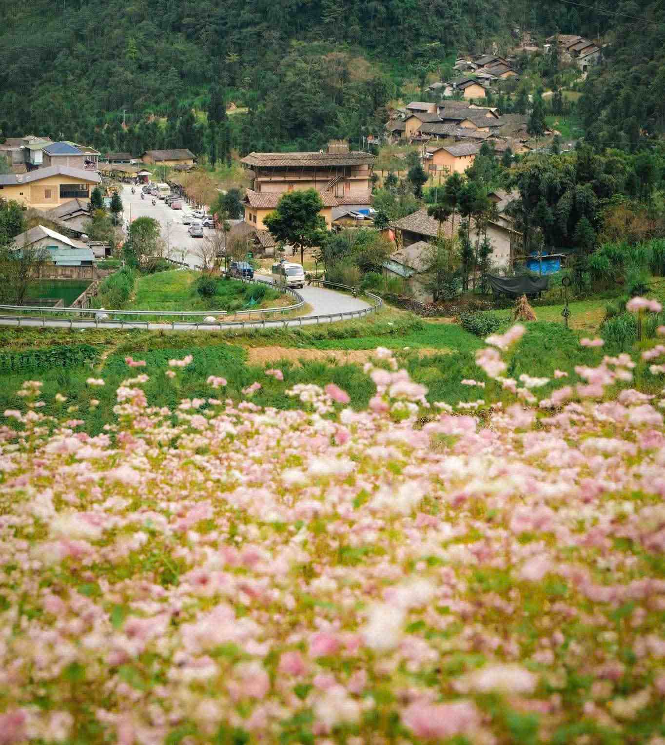 Nádherná sezóna květů pohanky začátkem listopadu v Tuyen Quang. Foto: Man Ne