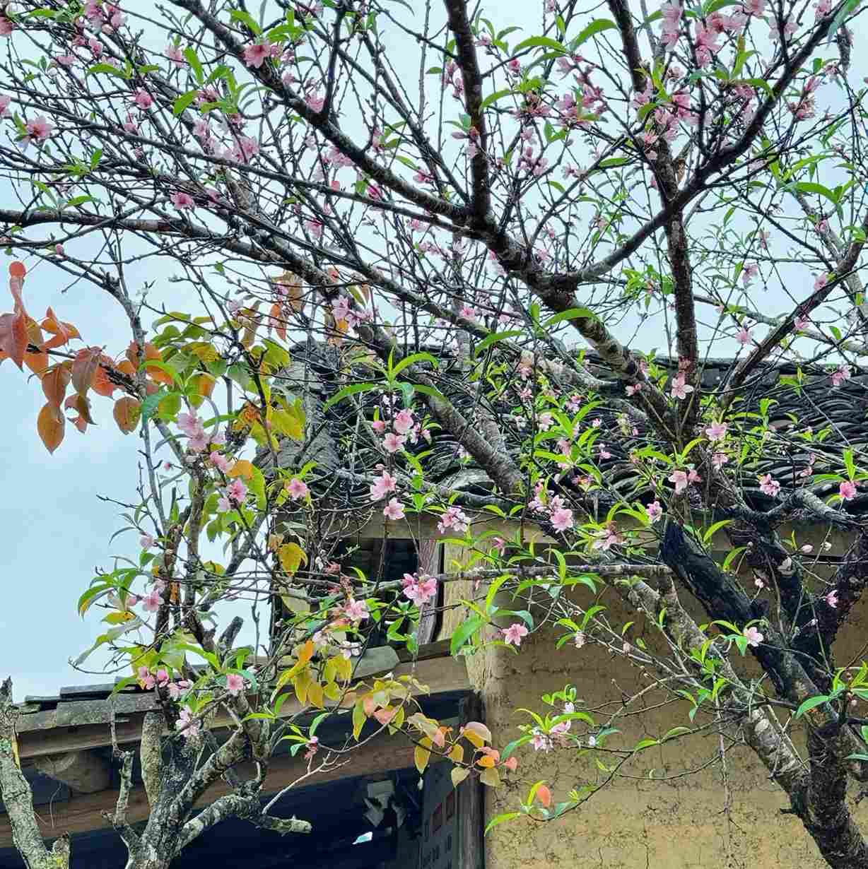 Mnoho broskvoní ve vesnici Lo Lo Chai kvete brzy, což umocňuje krásu začátku zimy. Foto: Man Ne