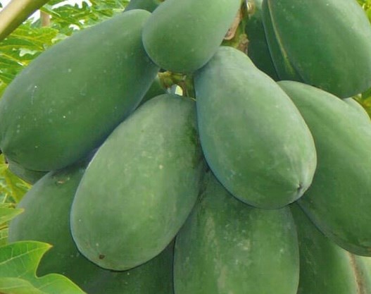 Green papaya helps control uric acid and reduce gout symptoms. Photo: Kieu Vu