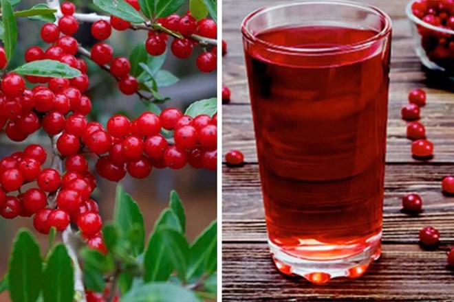 Cranberries help increase the activity of enzymes that effectively support liver and kidney detoxification. Graphic photo: Cat Tien