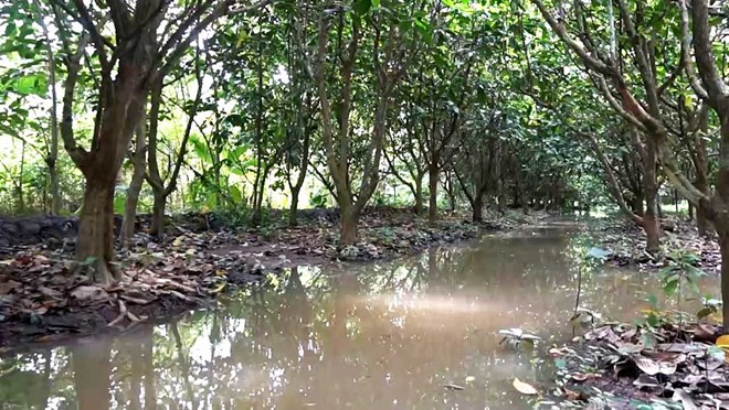 Chairman of Can Tho directed the implementation of solutions to restore production after the storm. Photo: Han Nghien