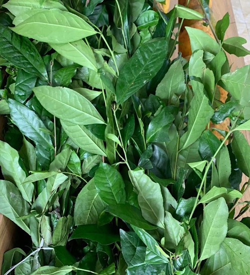 Green tea mixed with lemon has many effects, notably reducing visceral fat accumulation and supporting liver and kidney detoxification. Photo: Quang Minh.