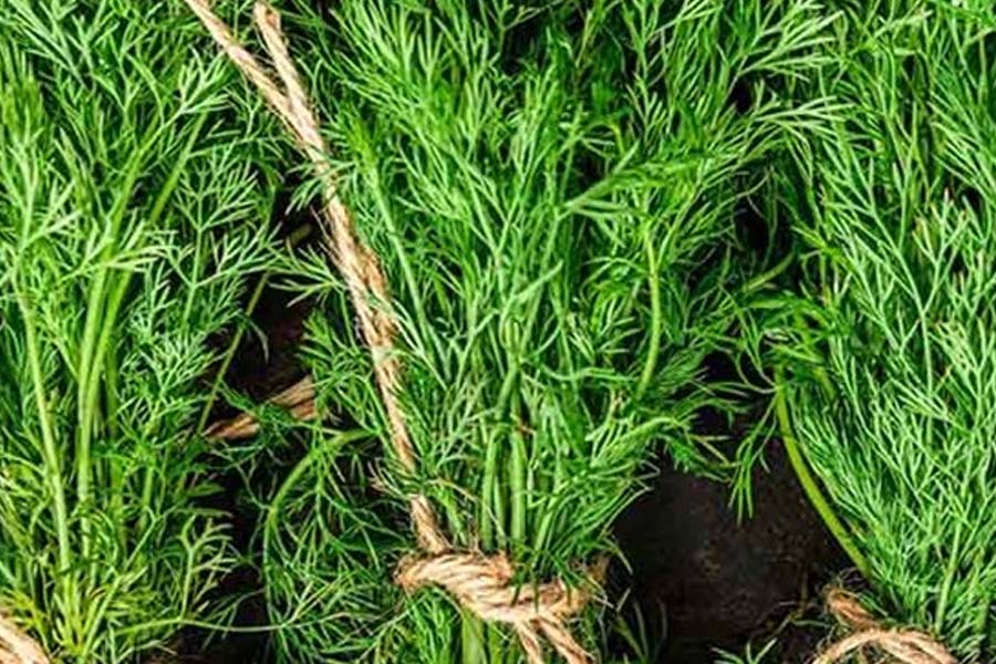 Reasons to add fennel to your daily salad. Photo: Ngoc Linh