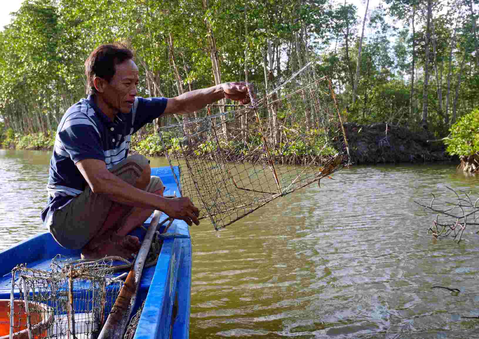 Ca Mau crabs are widely raised under the forest canopy. Photo: Nhat Ho