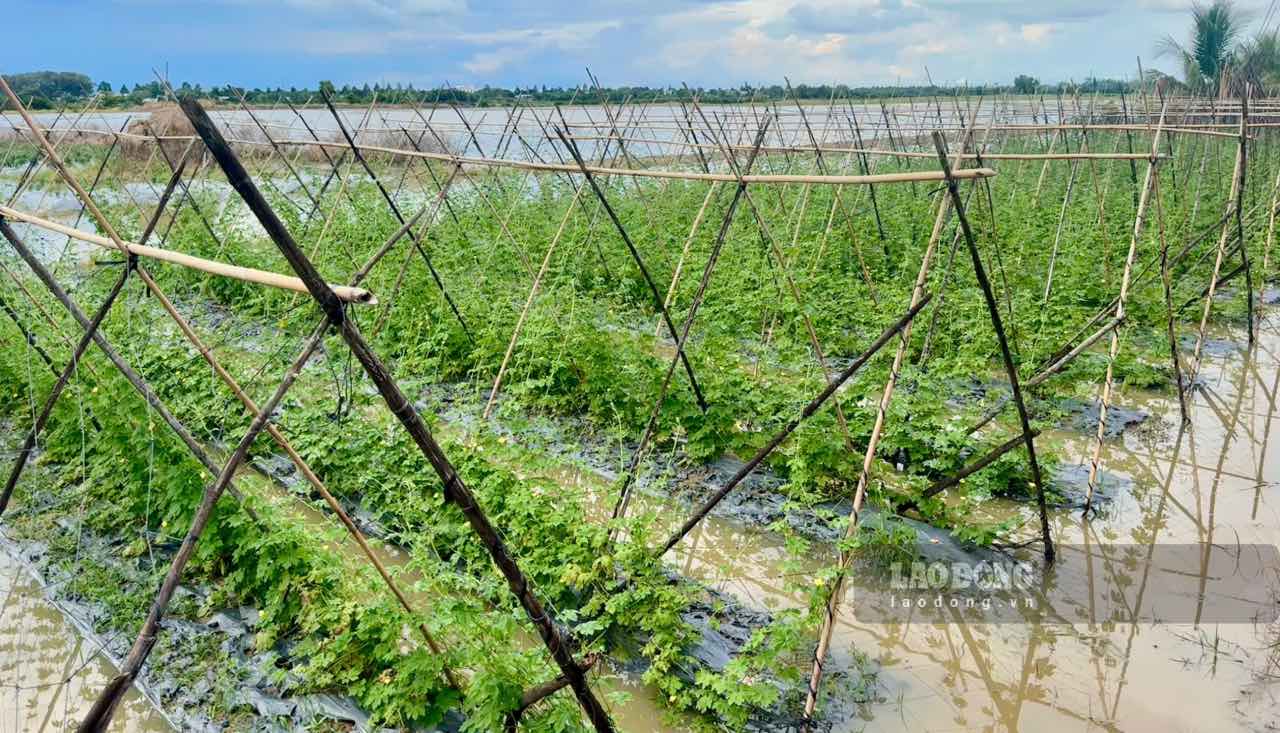 The Southern Institute of Water Resources Research warns of the risk of flooding in some places in the Mekong Delta due to the impact of storm Kalmaegi. Photo: Phuong Anh