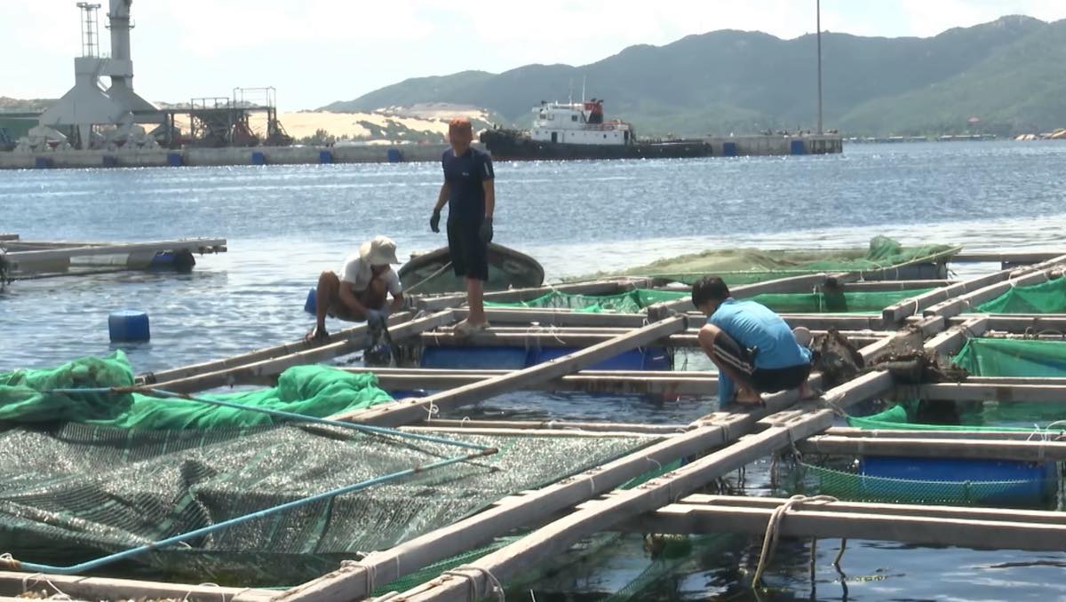 Les habitants de Khanh Hoa sont occupes a recolter des produits de la mer pour eviter les dommages causes par la tempete n° 13. Photo : Thanh Thuy