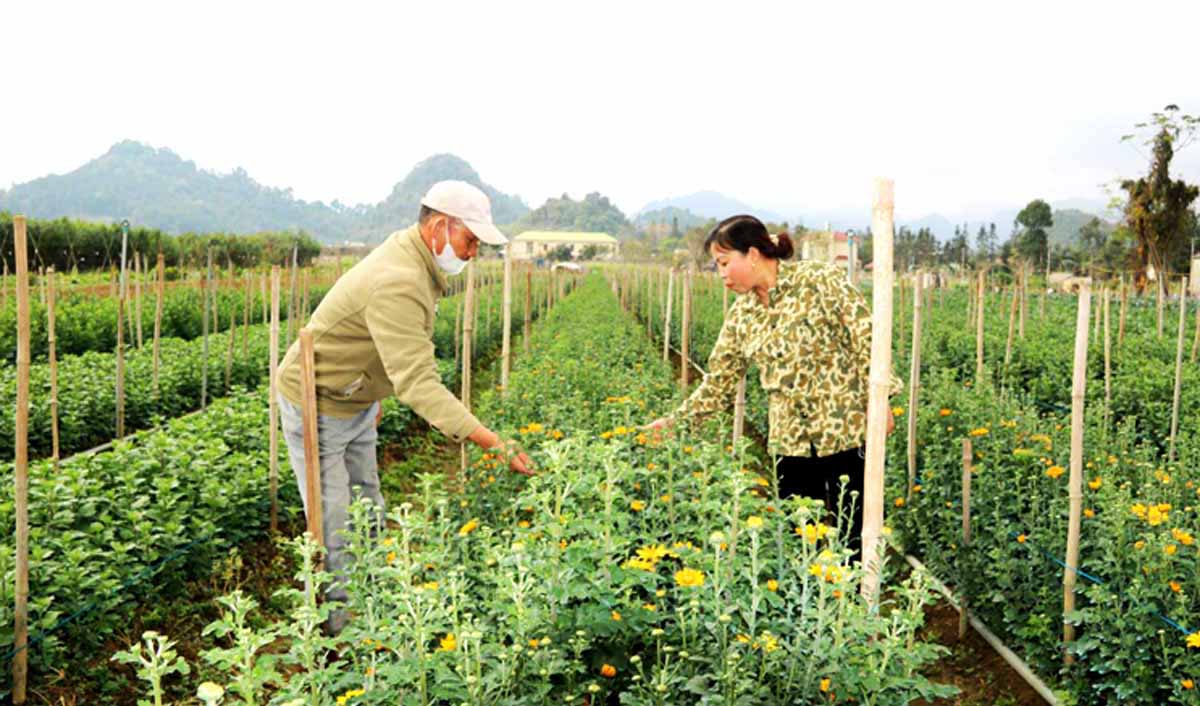 The awareness of self-reliance has increased, not relying on the support of the State has helped many poor households in Tuyen Quang have a prosperous life. Photo: PV.