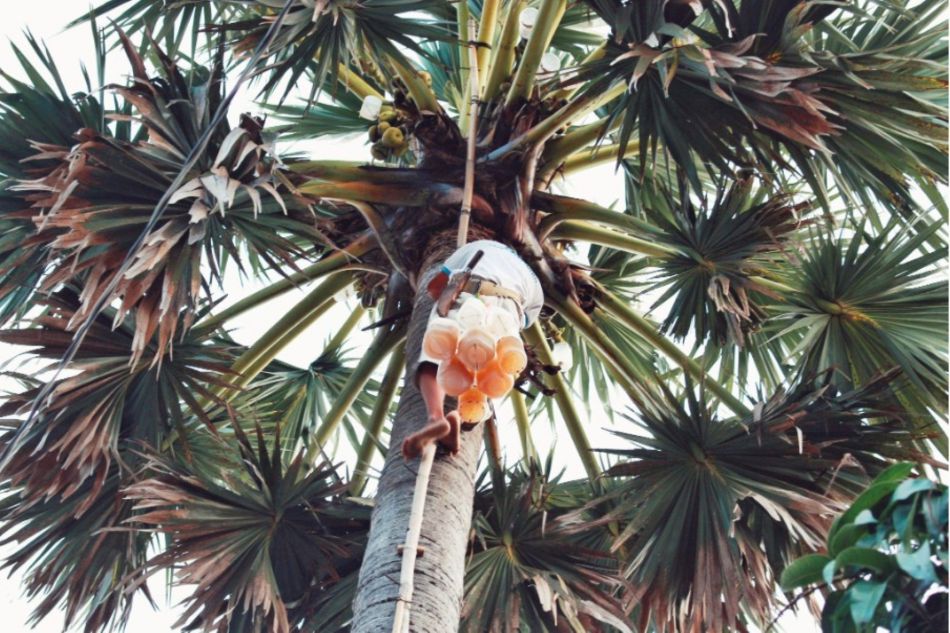 A resident is harvesting palm water at an altitude of about 20 meters from the ground. Photo: Quang Thien