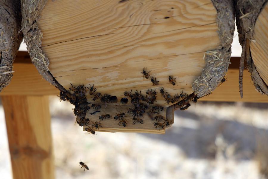 Photo at a beekeeping facility in Golbasi district, Turkey - another honey farming and exploitation area in Turkey. Photo: Xinhua