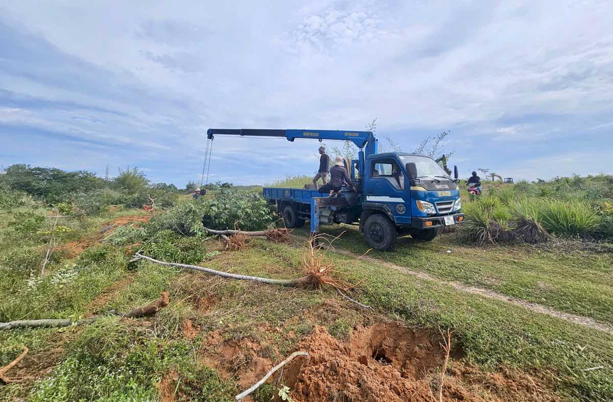 Cay coi trong tren dat lan chiem duoc di doi. Anh: Pham Duy