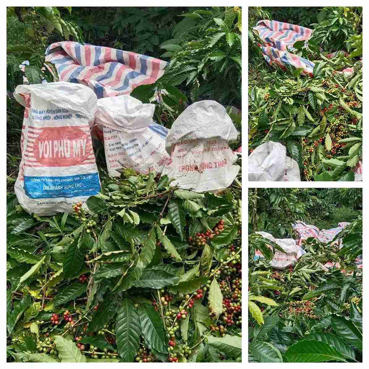 Tuy moi dau mua, nhung do gia ca phe tang cao khien nan trom dang dien bien phuc tap. Anh: Nguoi dan cung cap.