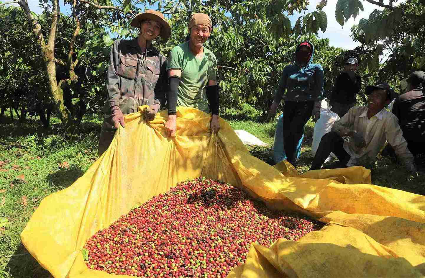 Lam Dong is the province with the largest coffee area in the country with over 327,000 hectares. Photo: Phuc Khanh