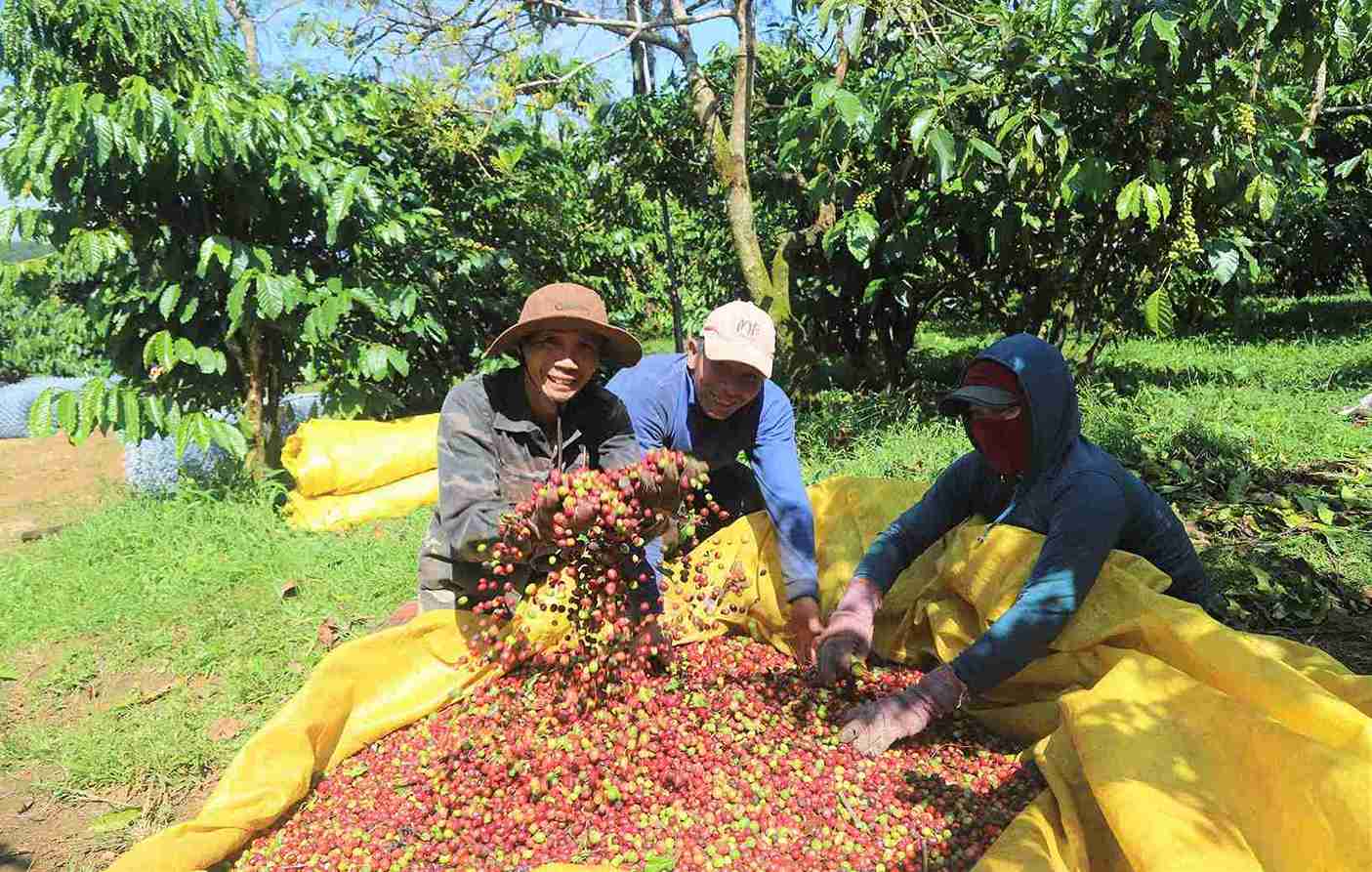 Nguoi dan Lam Dong dang buoc vao vu thu hoach ca phe nam 2025 voi niem vui duoc mua, duoc gia. Anh: Phuc Khanh