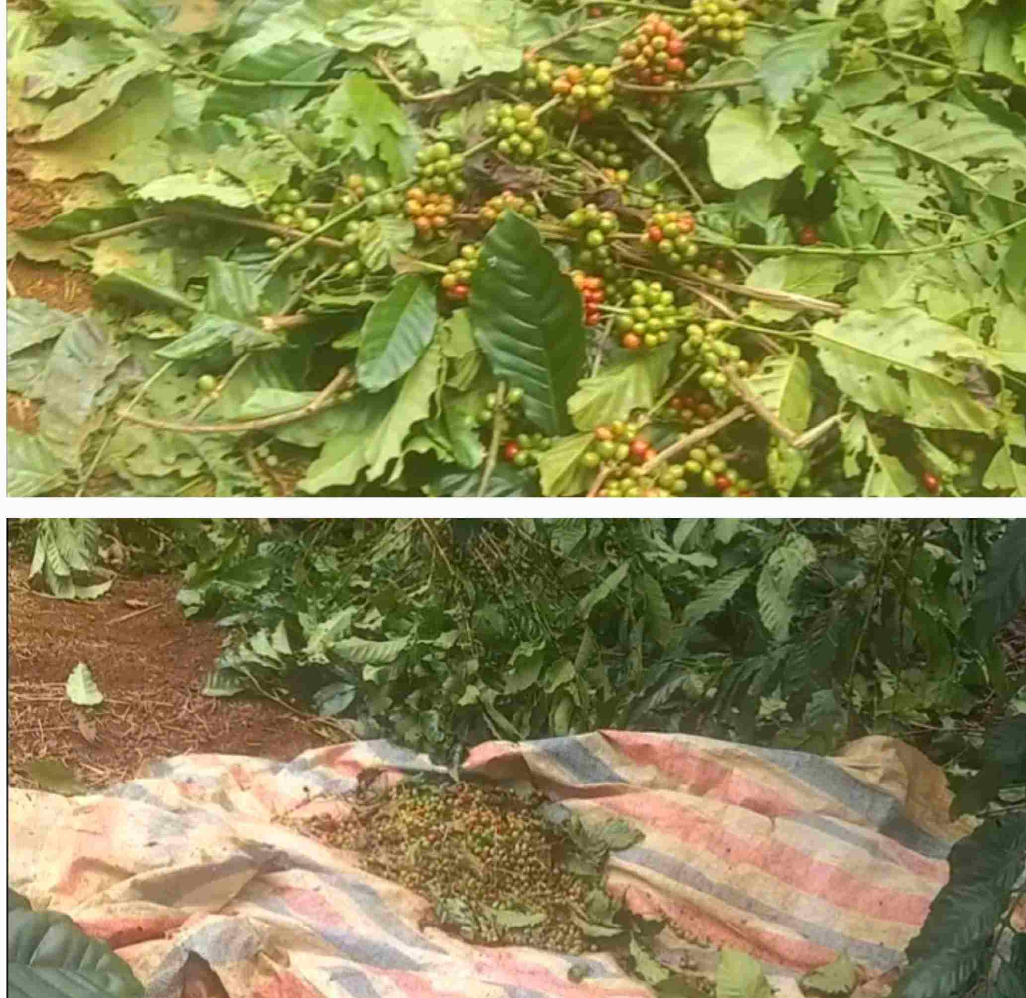 Vuon ca phe cua gia dinh chi Dien (xa Bao Lam 1) bi ke gian hai trom vao ngay 3.11 vua qua. Anh: Nguoi dan cung cap