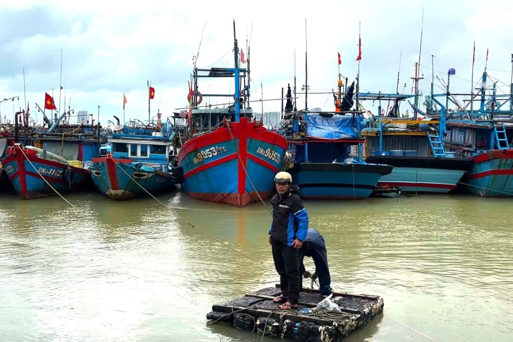 다낭 어부들이 제13호 태풍 상륙 전에 보트를 해안으로 옮기고 보강하는 데 분주합니다. 사진: 쩐티