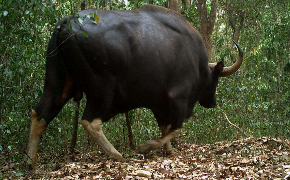 Hinh anh bo bot ghi nhan bang may bay anh. Anh: WWF Viet Nam